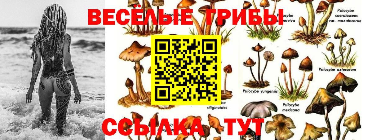 Псилоцибиновые грибы мицелий Сафоново